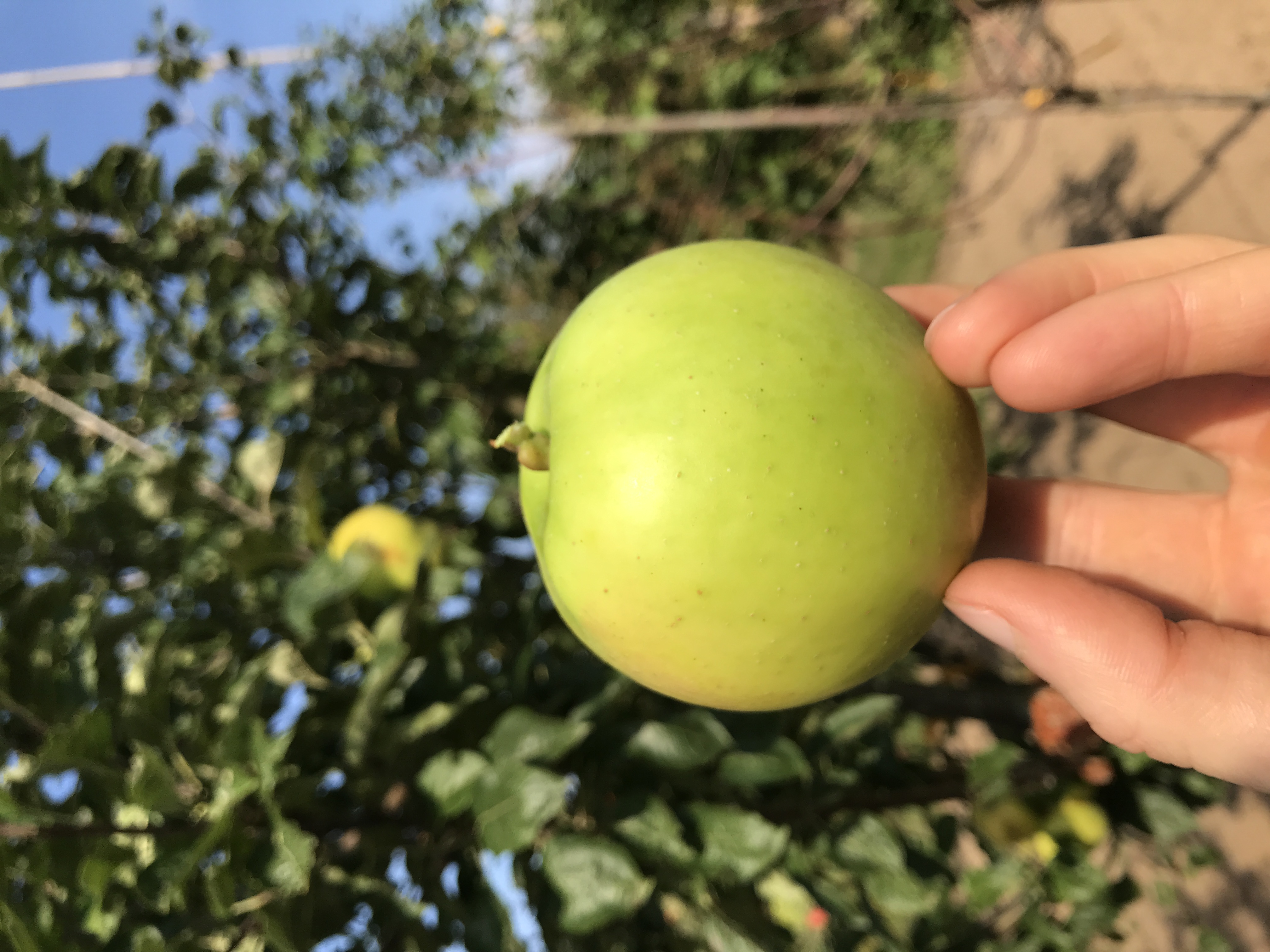 Apfelbaum Vaterapfel