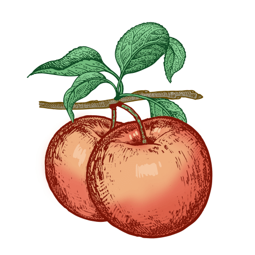 Apfelbaum Finkenwerder Herbstprinz (malus) | Halbstamm 3 jährig Wurzelnackt