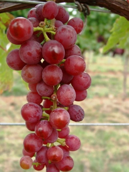 Auf welche Faktoren Sie als Kunde beim Kauf von Weintrauben kaufen achten sollten!