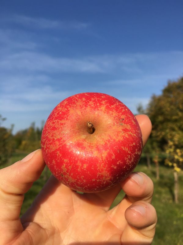 Apfelbaum Rote Sternrenette