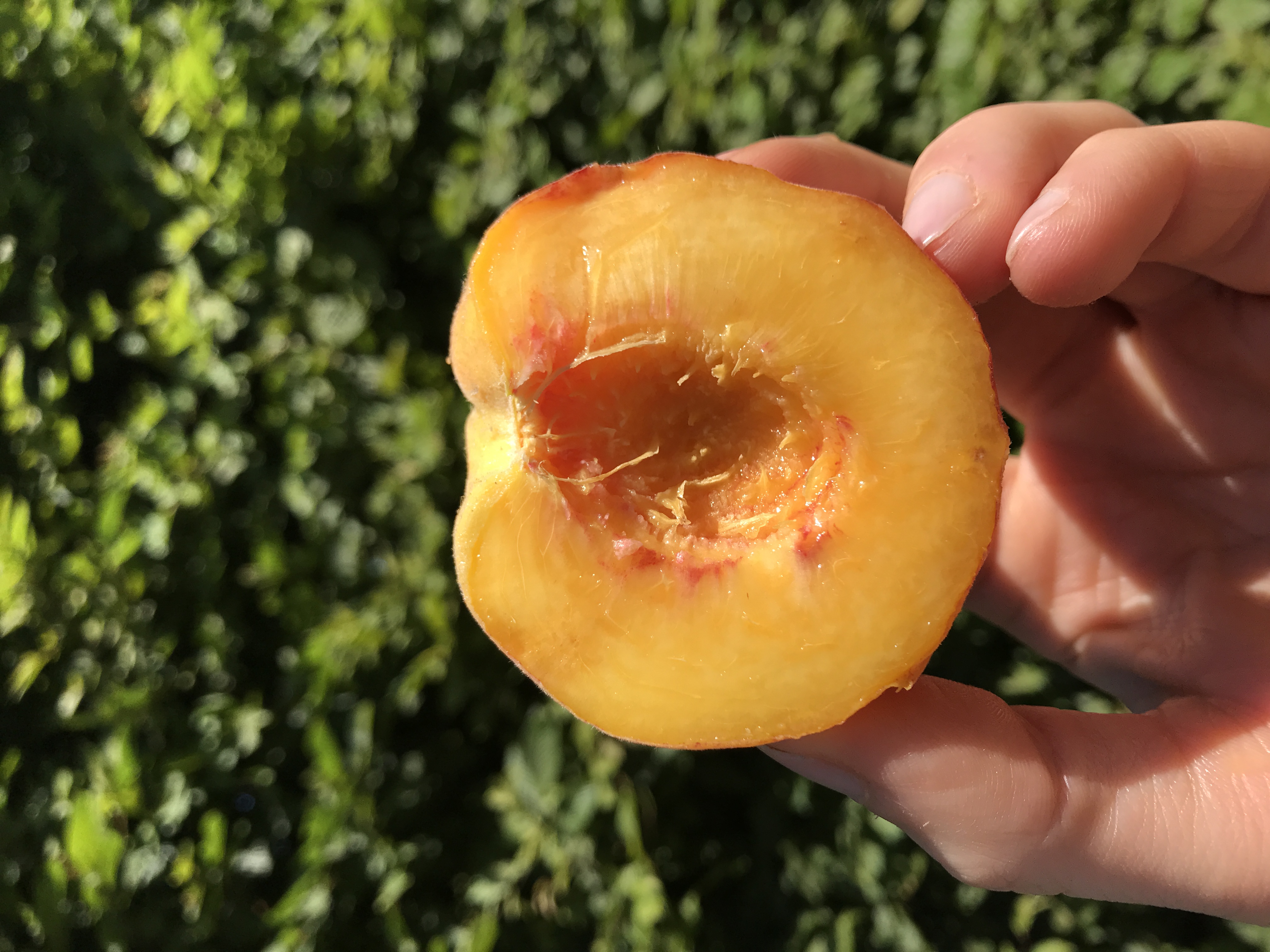 Pfirsich Königin der Obstgärten