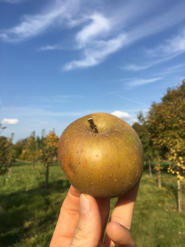 Apfelbaum Zabergäu Renette