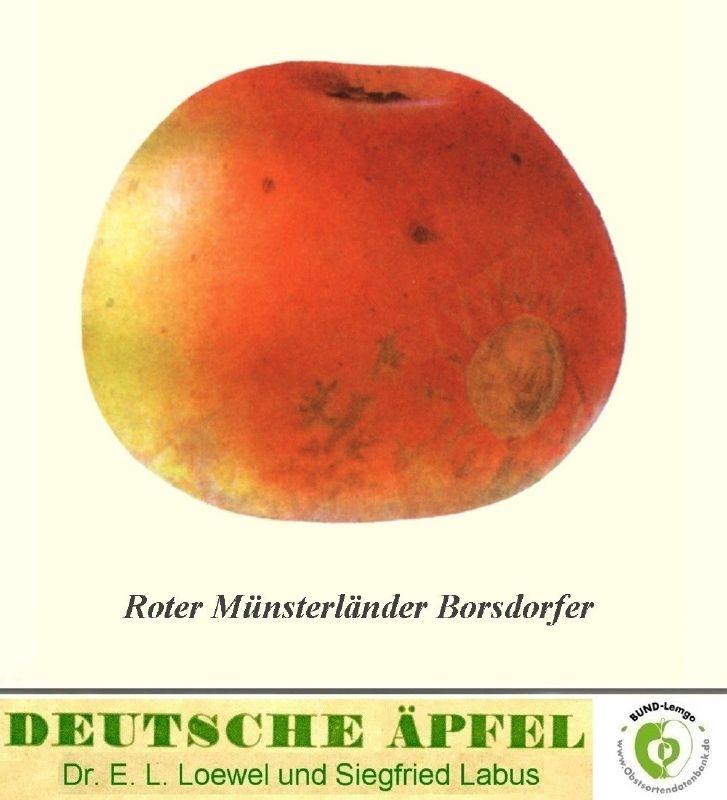 Apfelbaum Roter Münsterländer