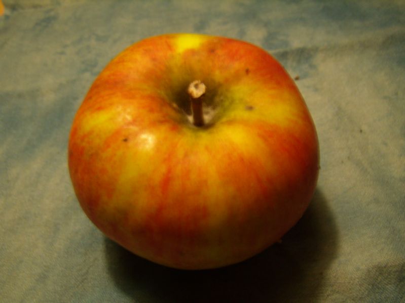 Apfelbaum Jonagold