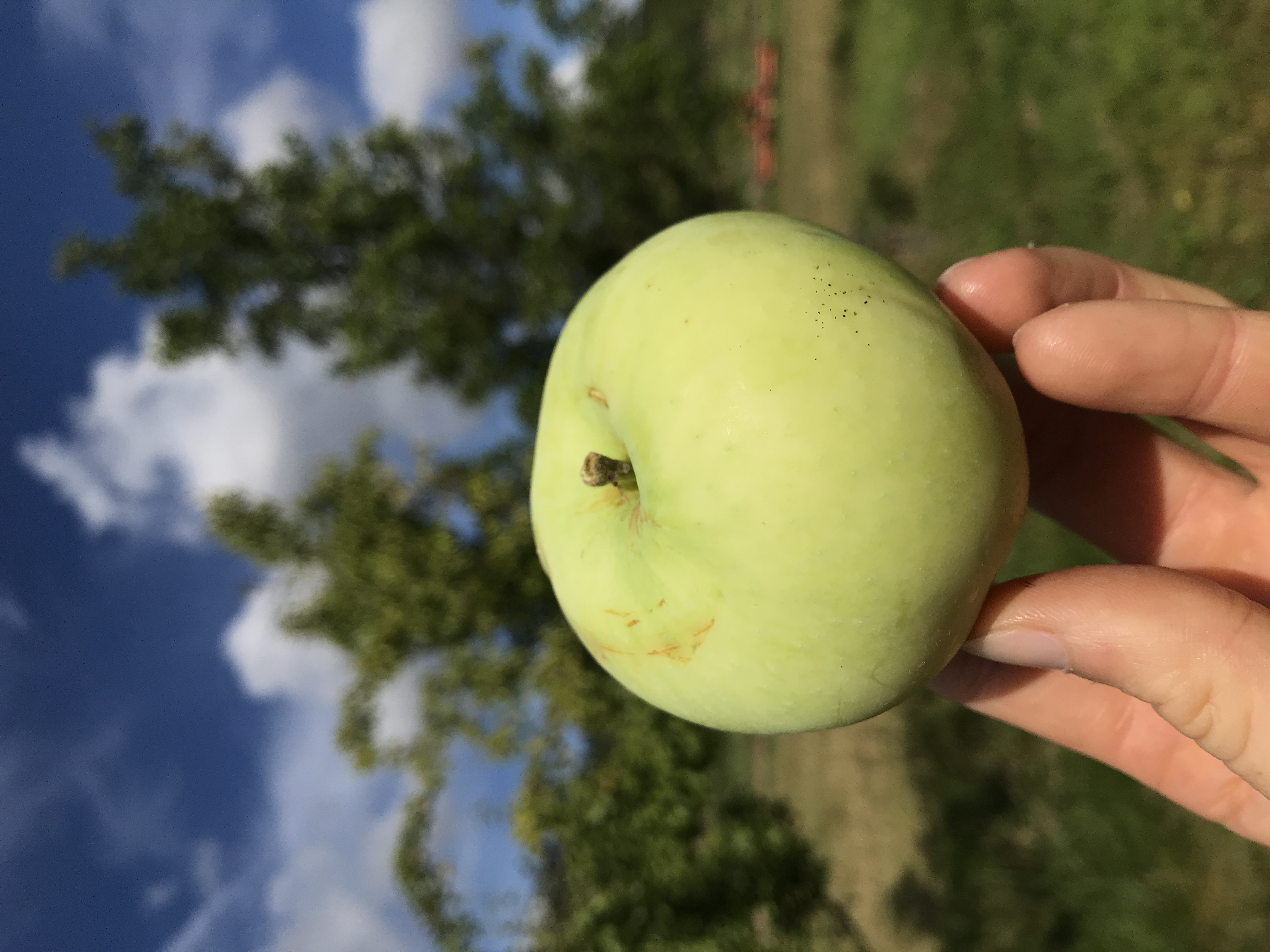 Apfelbaum Weißer Klarapfel