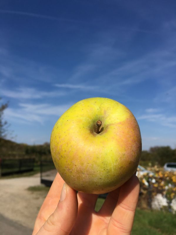 Apfelbaum Zuccalmaglios Renette
