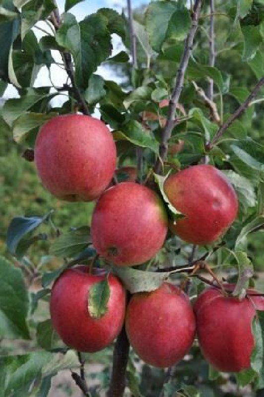Apfelbaum Elstar