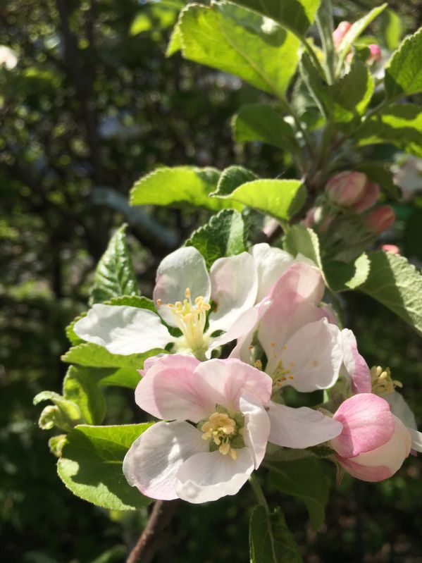 Apfelbaum Schöner aus Wiltshire