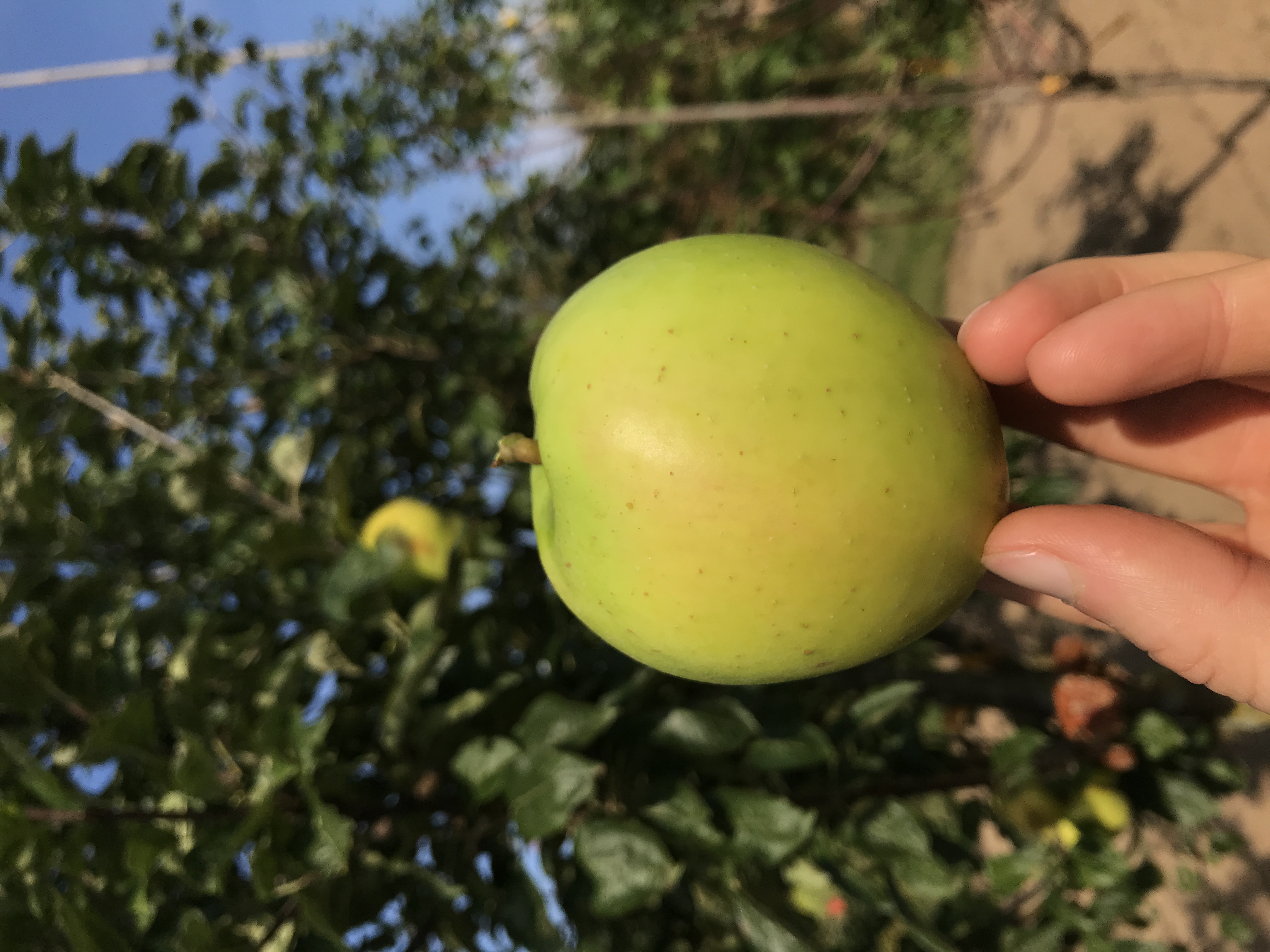 Apfelbaum Vaterapfel
