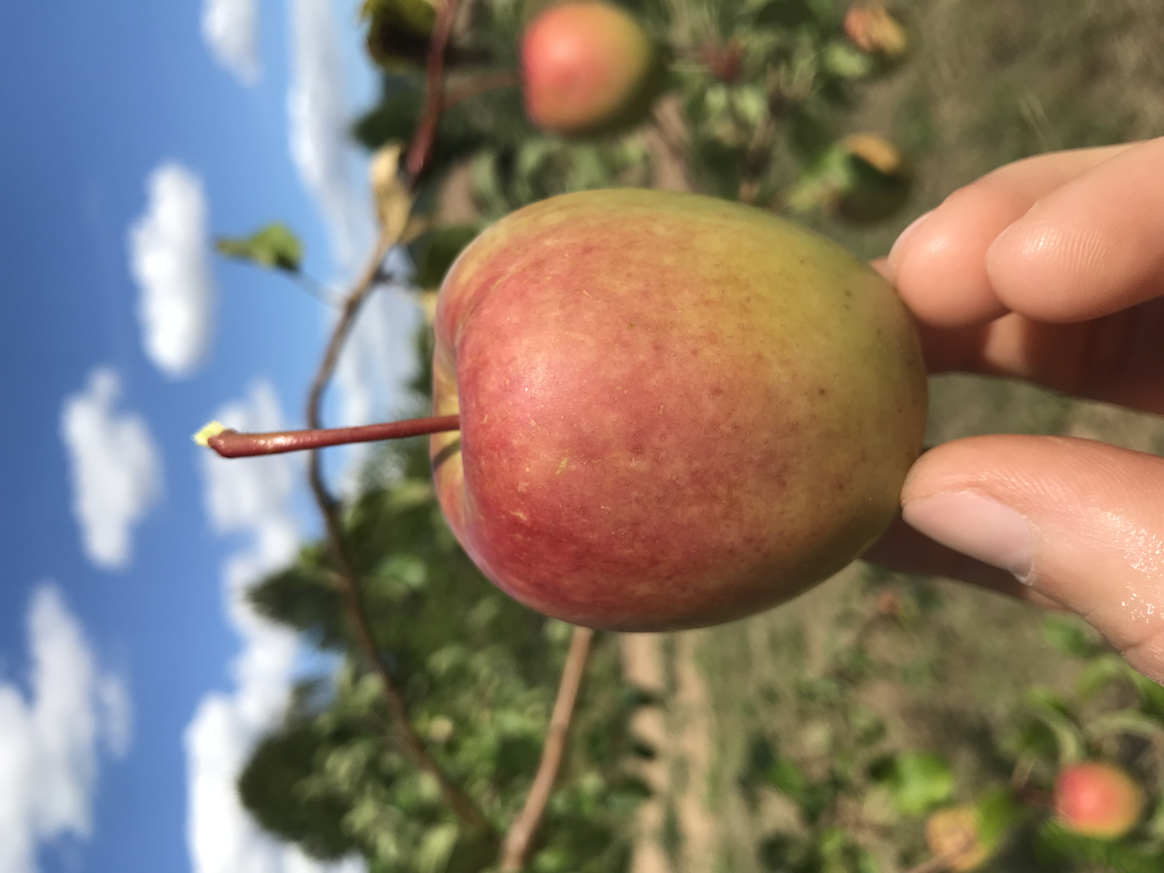 Finkenwerder 3 Apfelbaum jährig Halbstamm (malus) | Roter Wurzelnackt