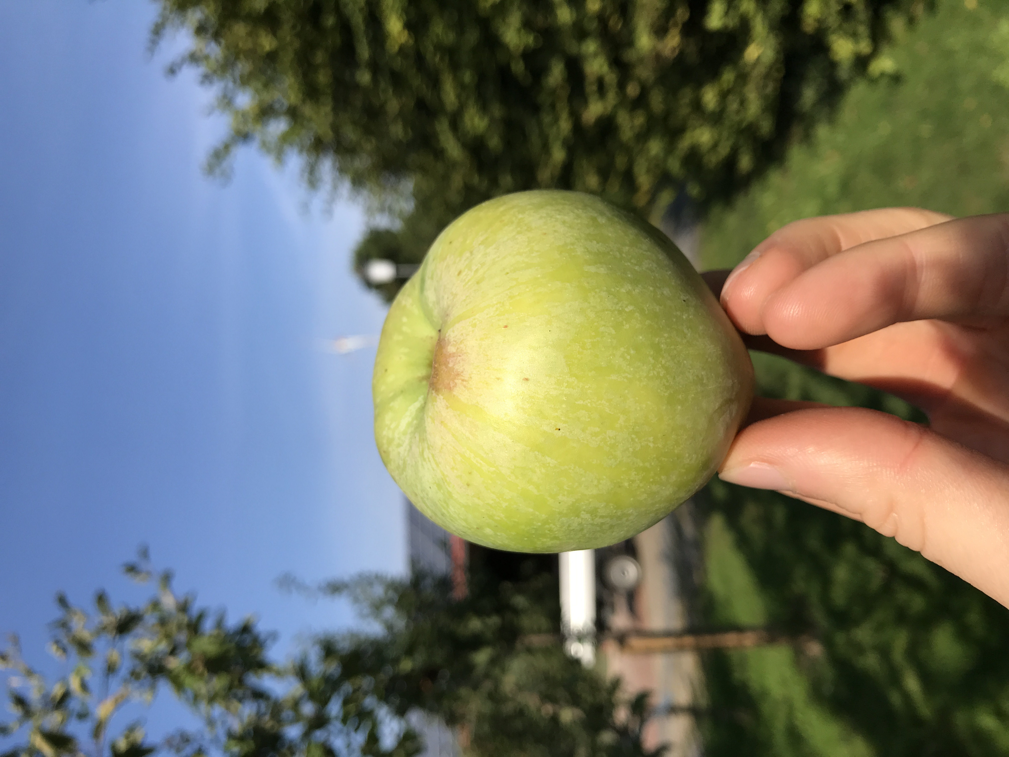 Apfelbaum Naumburger Schafsnase