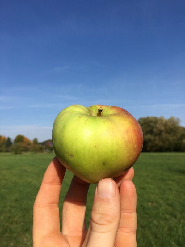 Apfelbaum Adersleber Kalvill