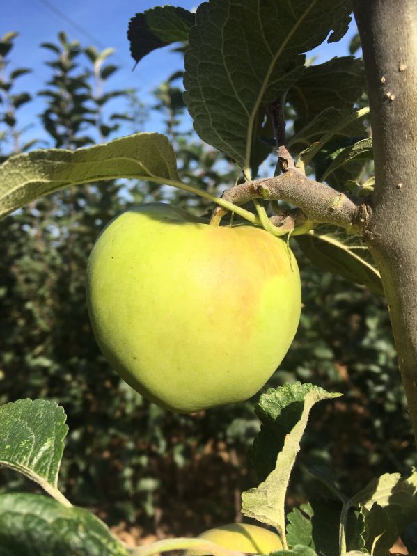 Apfelbaum Boikenapfel