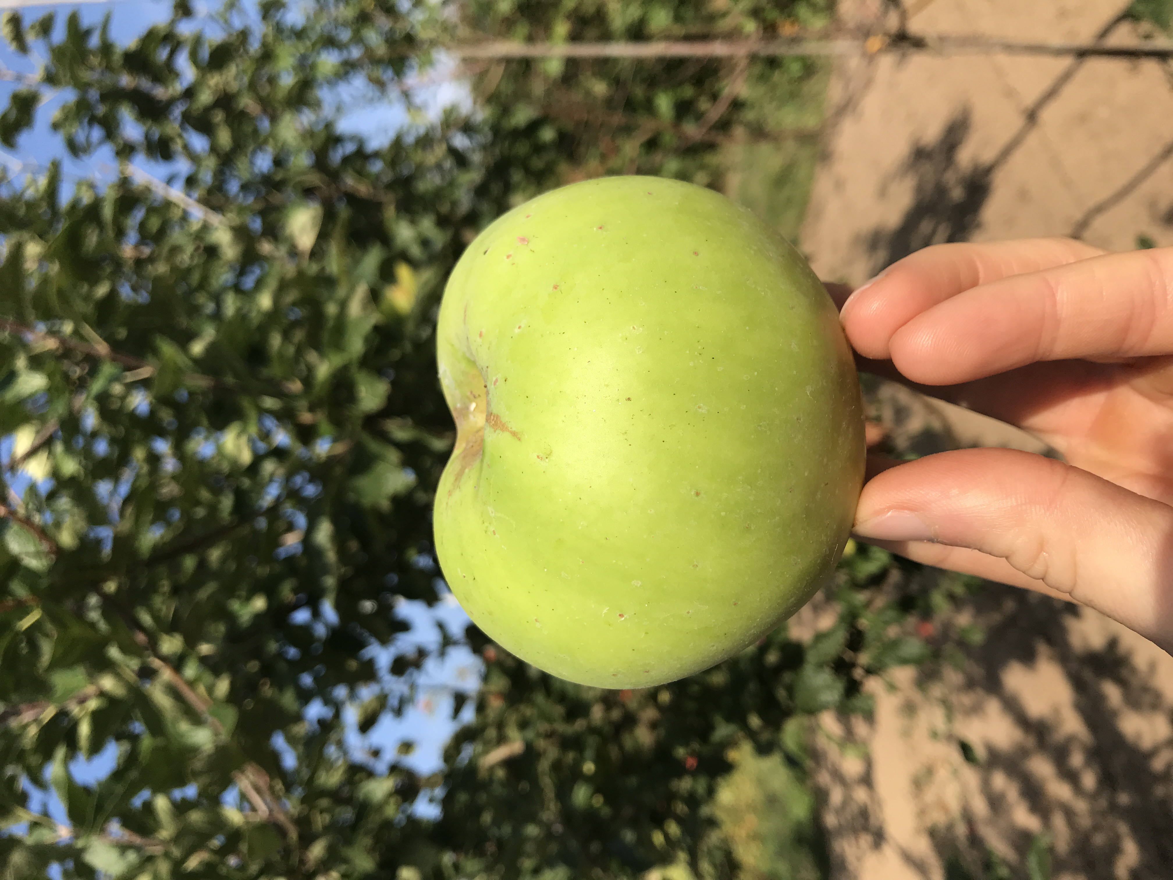 Apfelbaum Süßapfel aus Dorla