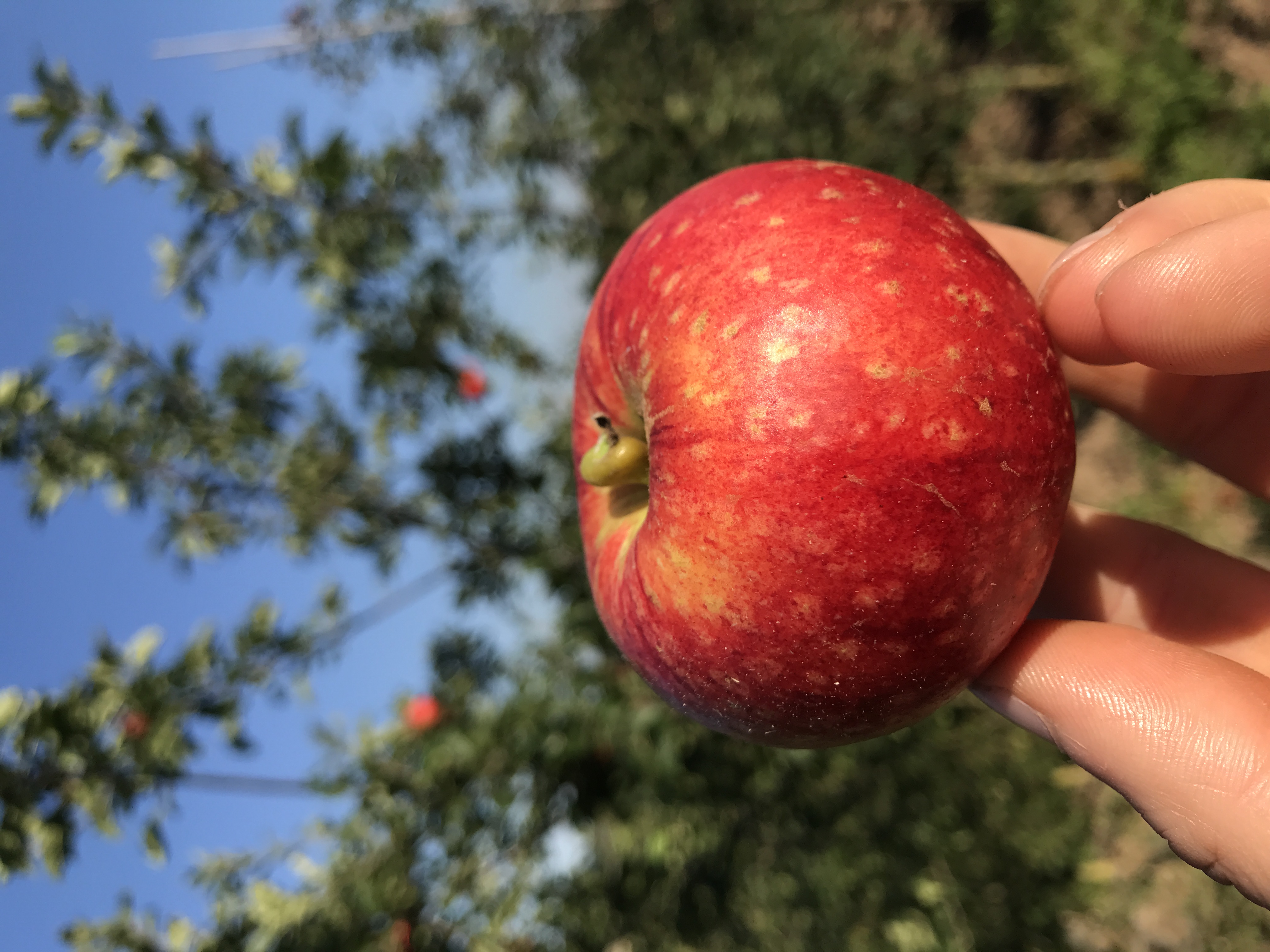 Apfelbaum Schöner aus Bath