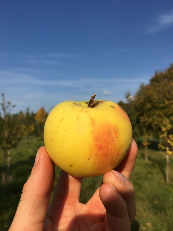 Apfelbaum Schöner aus Nordhausen