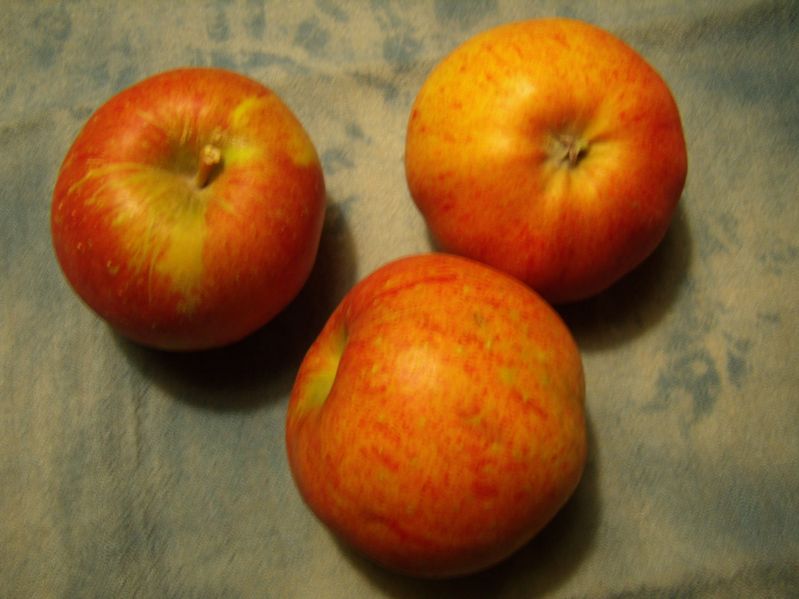 Apfelbaum Melrose