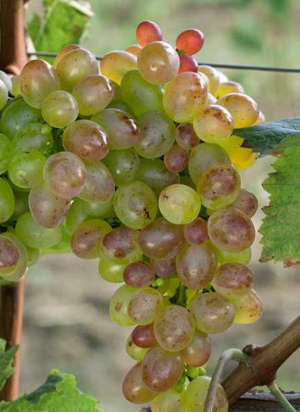 Was es vor dem Kauf die Weintrauben kaufen zu beachten gibt