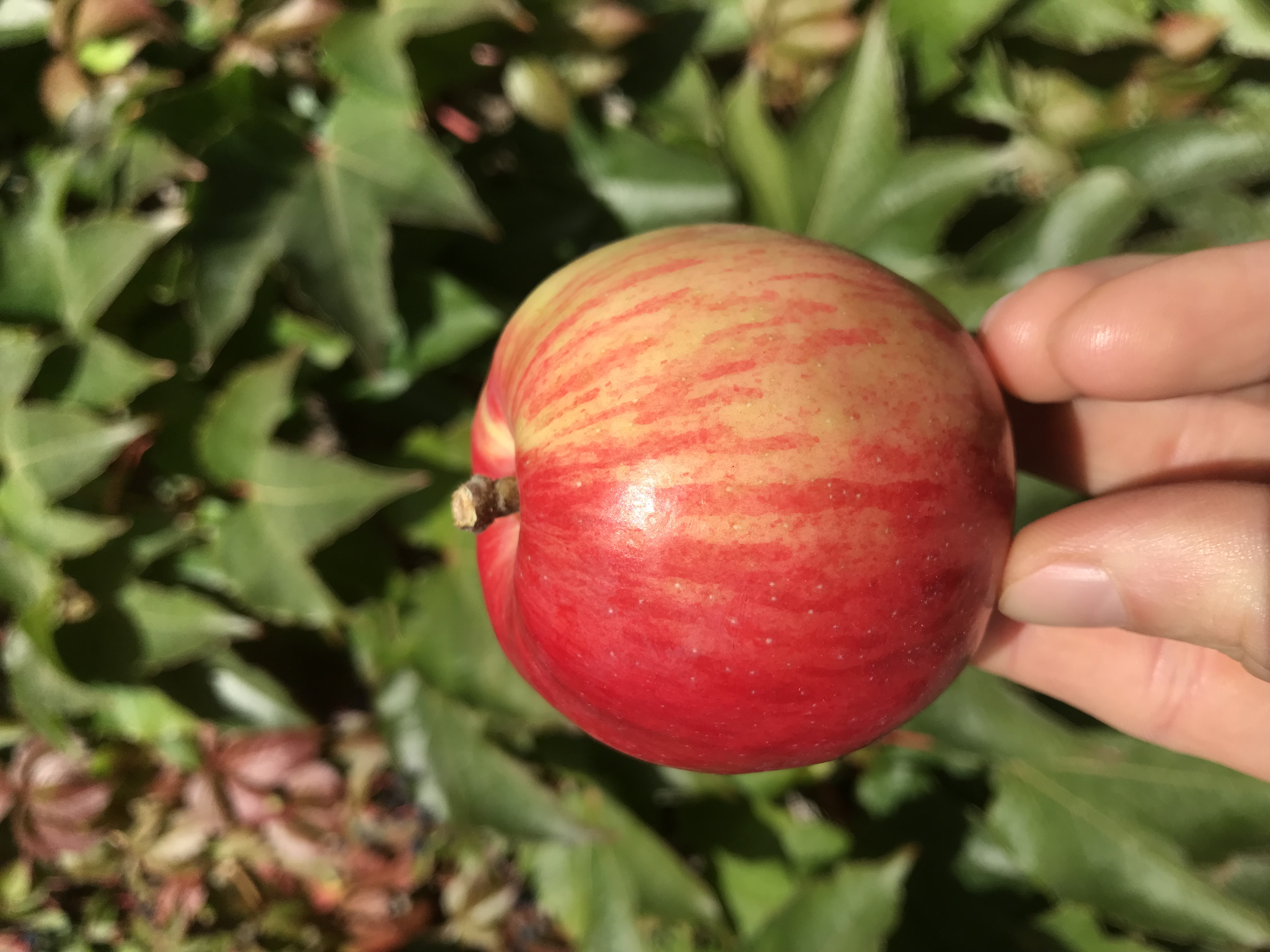 Apfelbaum Schöner aus Herrnhut