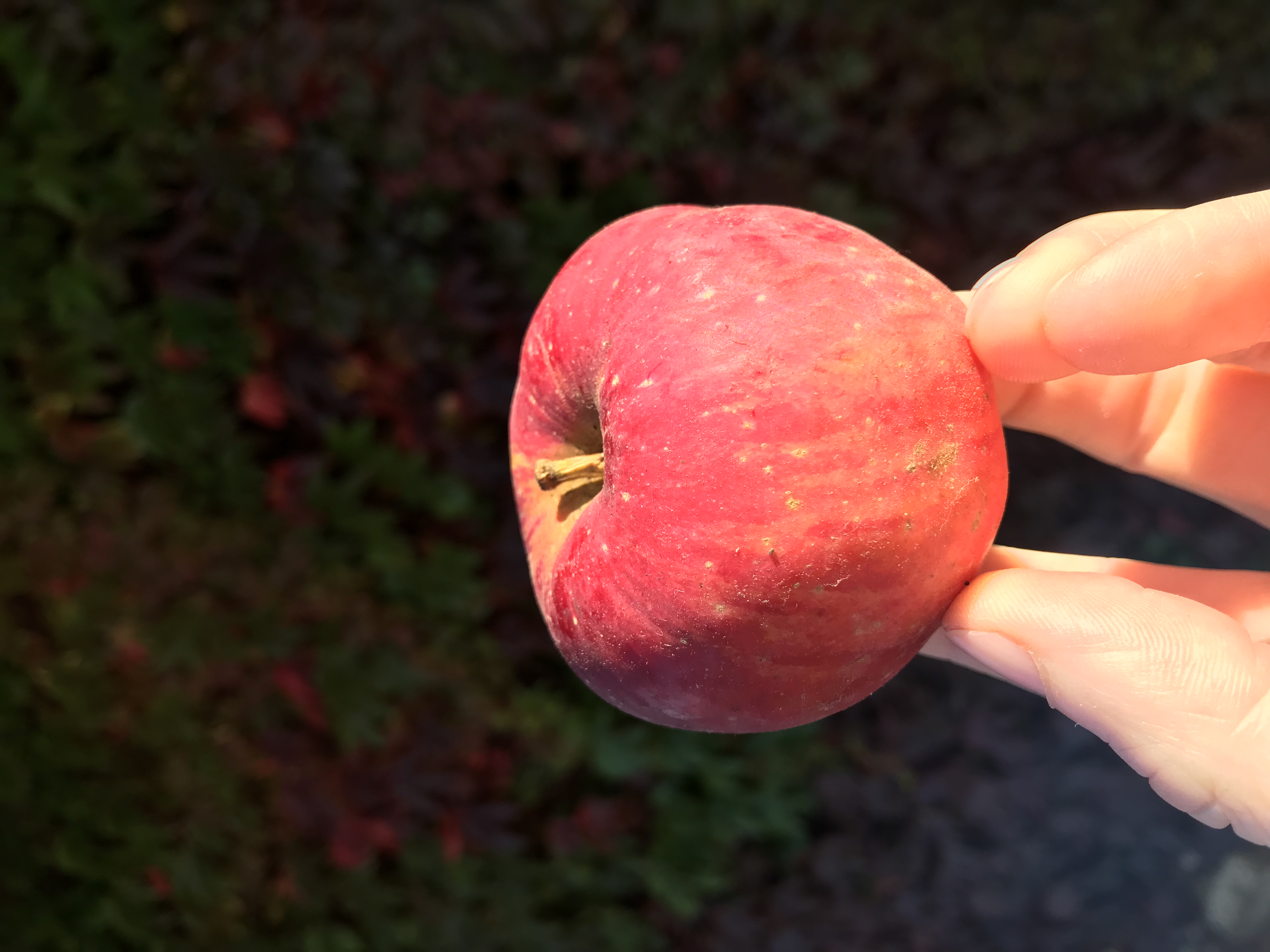 Apfelbaum Erdbeerapfel