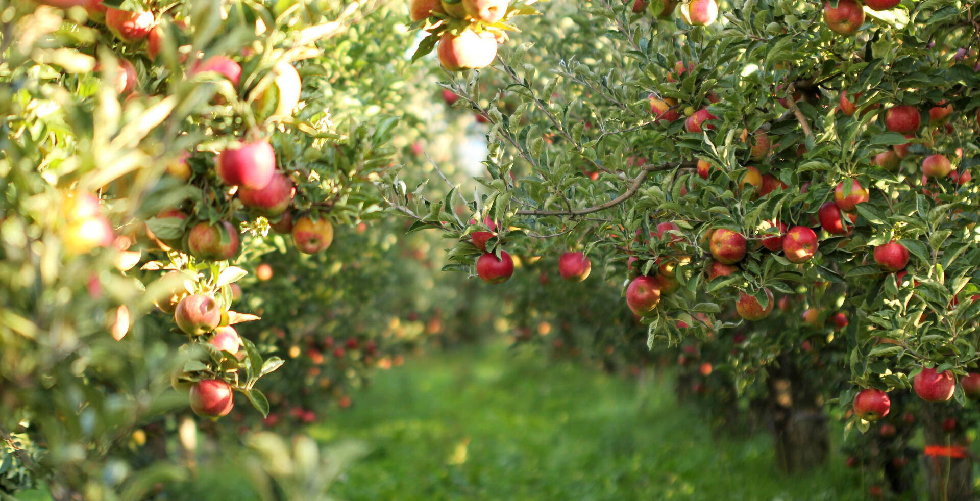 Apfelbaum kaufen: In 6 Schritten zur idealen Sorte - Mein schöner