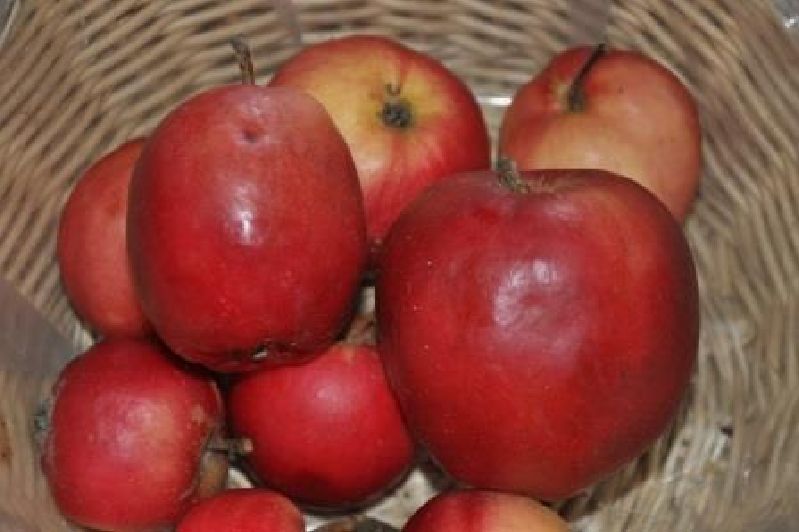 Apfelbaum Rote Walze