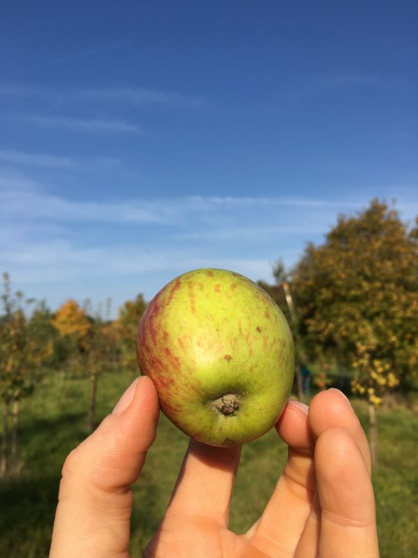Apfelbaum Rheinischer Bohnapfel