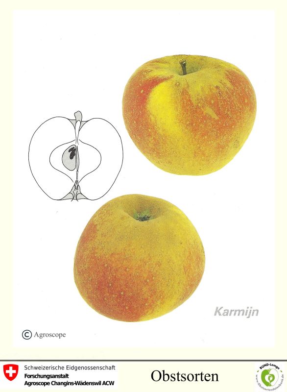 Apfelbaum Karmijn de Sonnaville