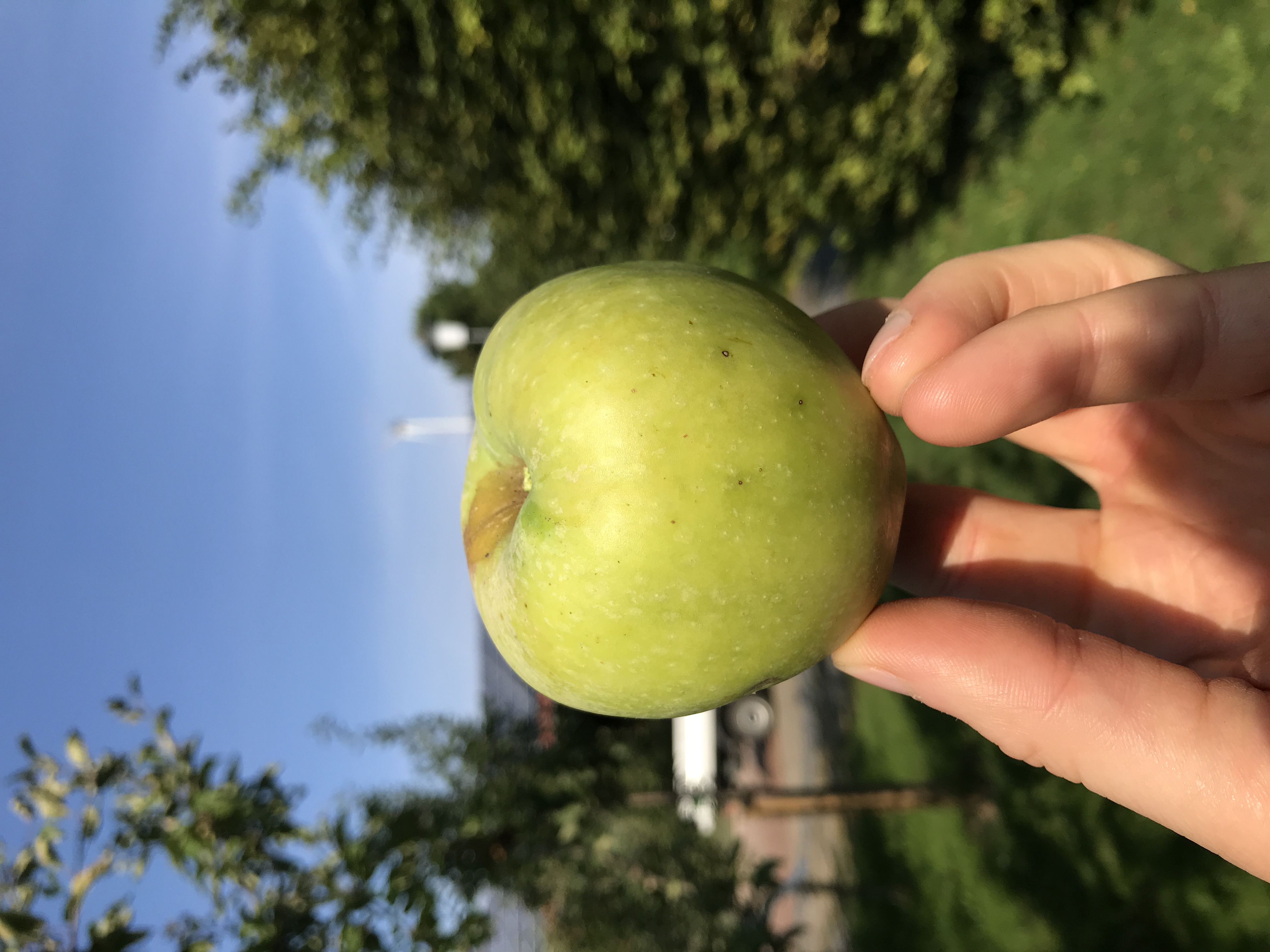 Apfelbaum Naumburger Schafsnase