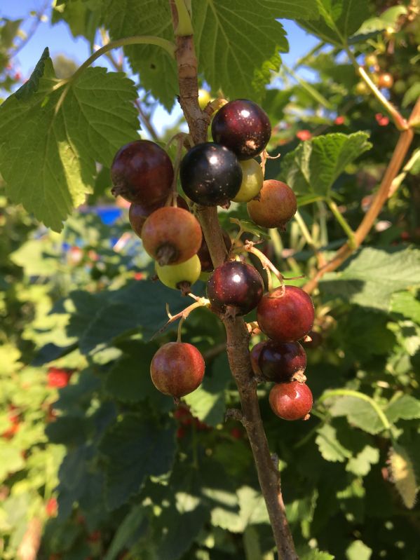 Johannisbeeren Einfrieren  Eine Anleitung