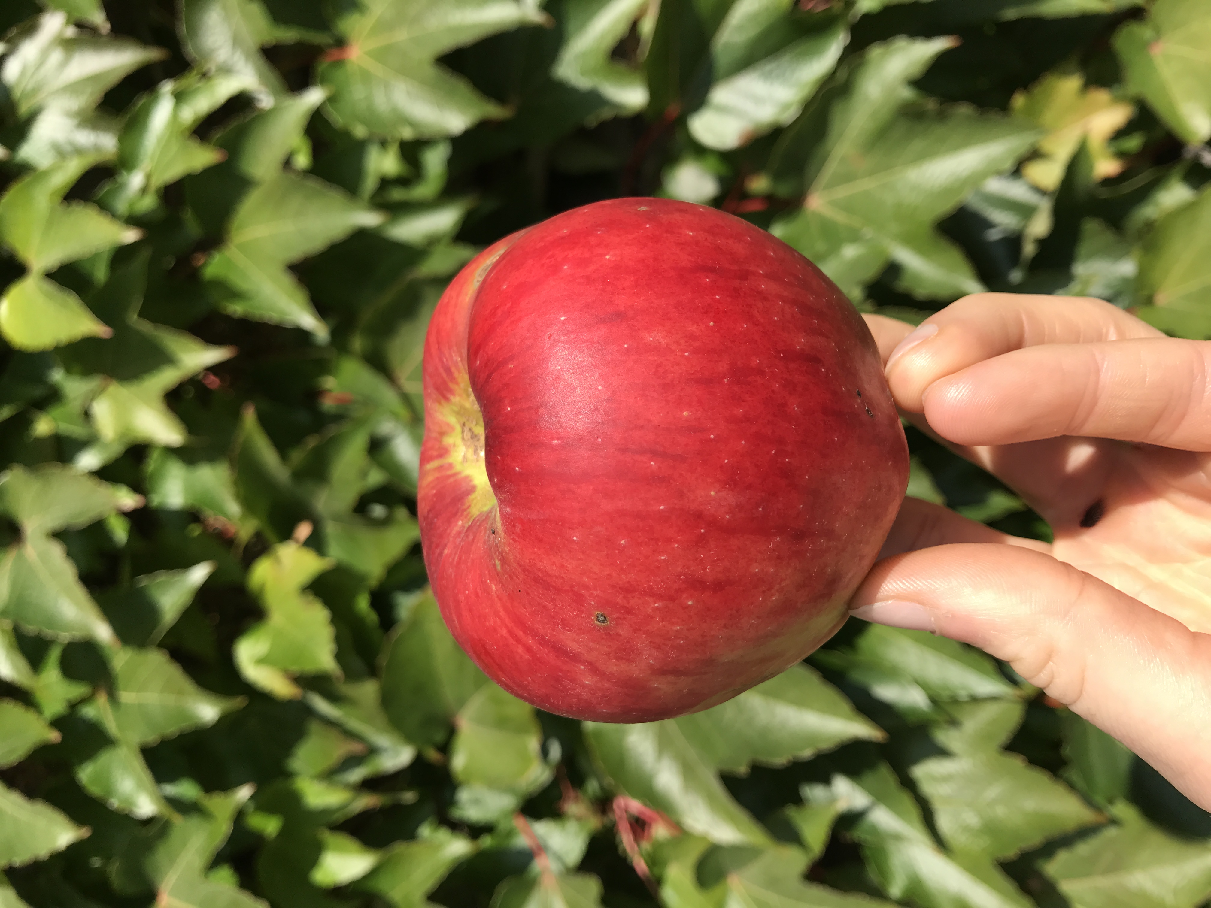 Apfelbaum Cox Pomona