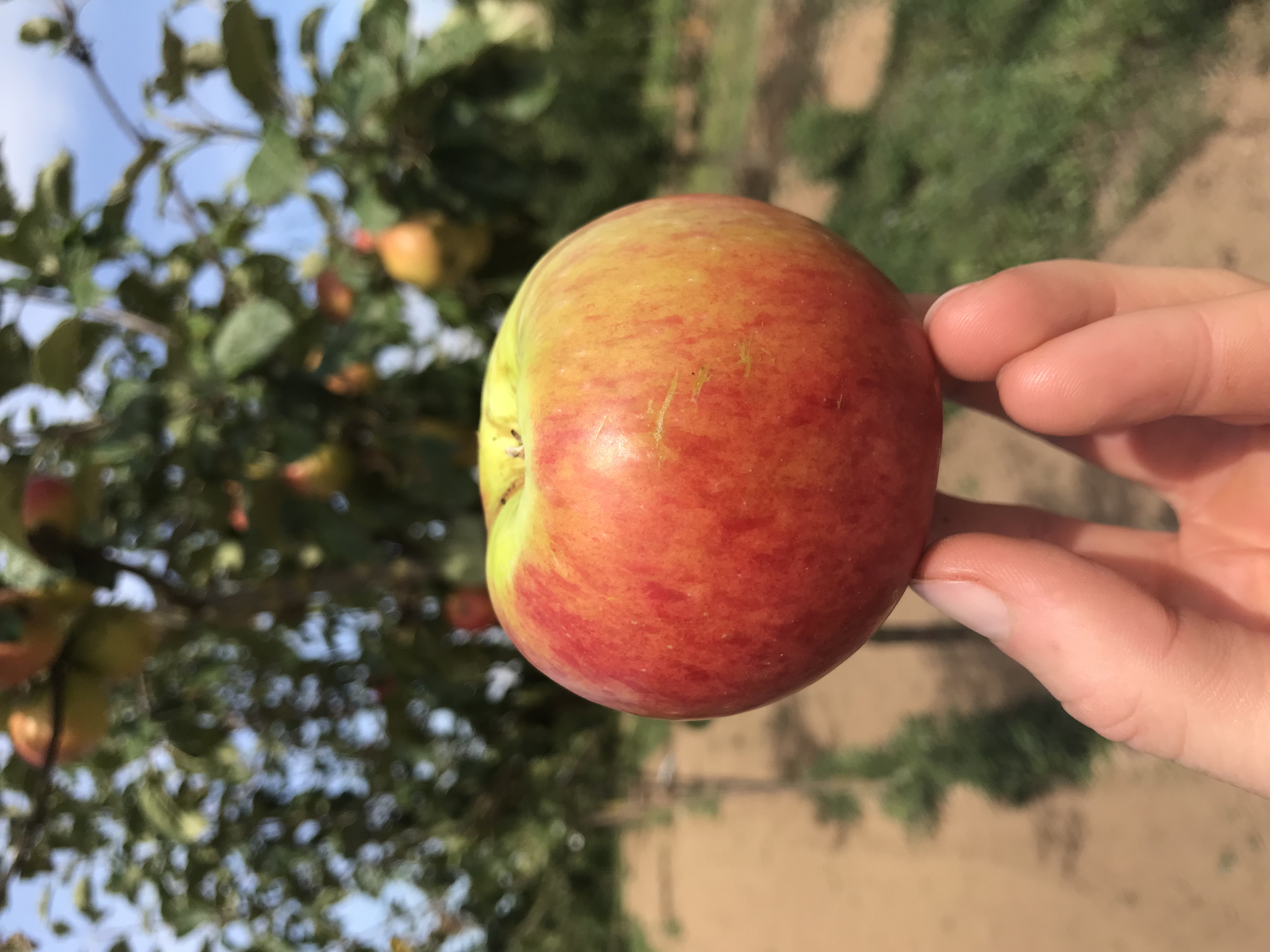Apfelbaum Reglindis