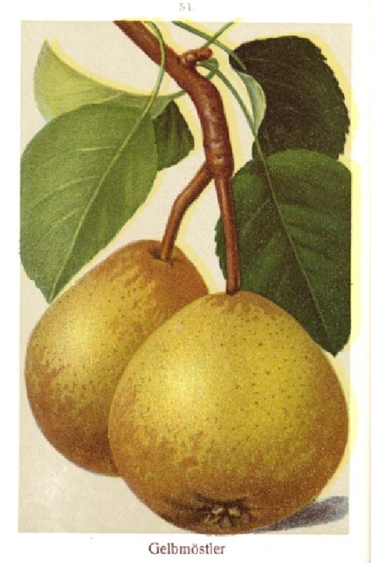 Birnbaum Gelbmöstler