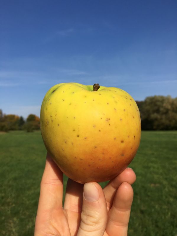 Apfelbaum Gelber Bellefleur