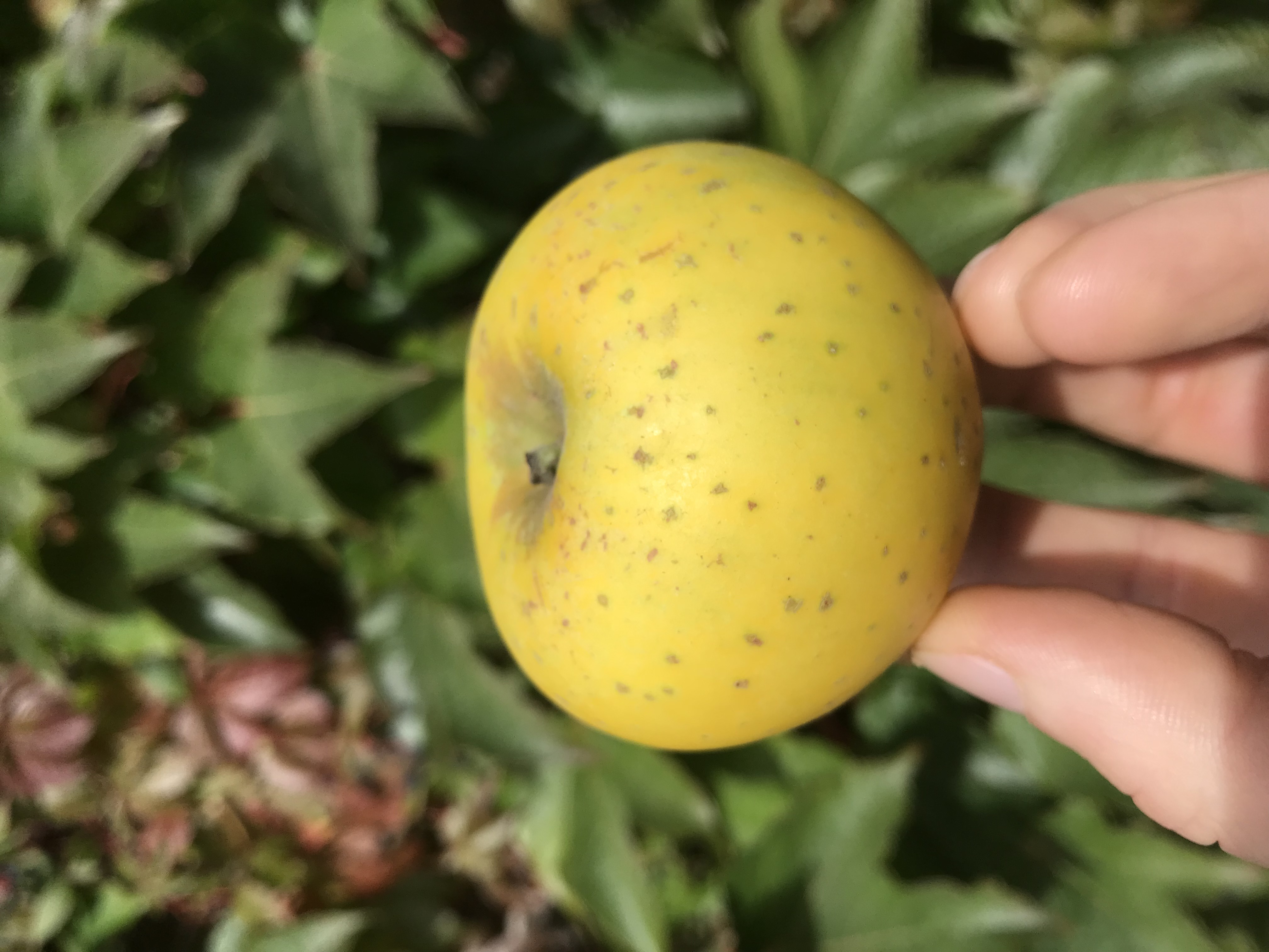 Apfelbaum  Ananasrenette