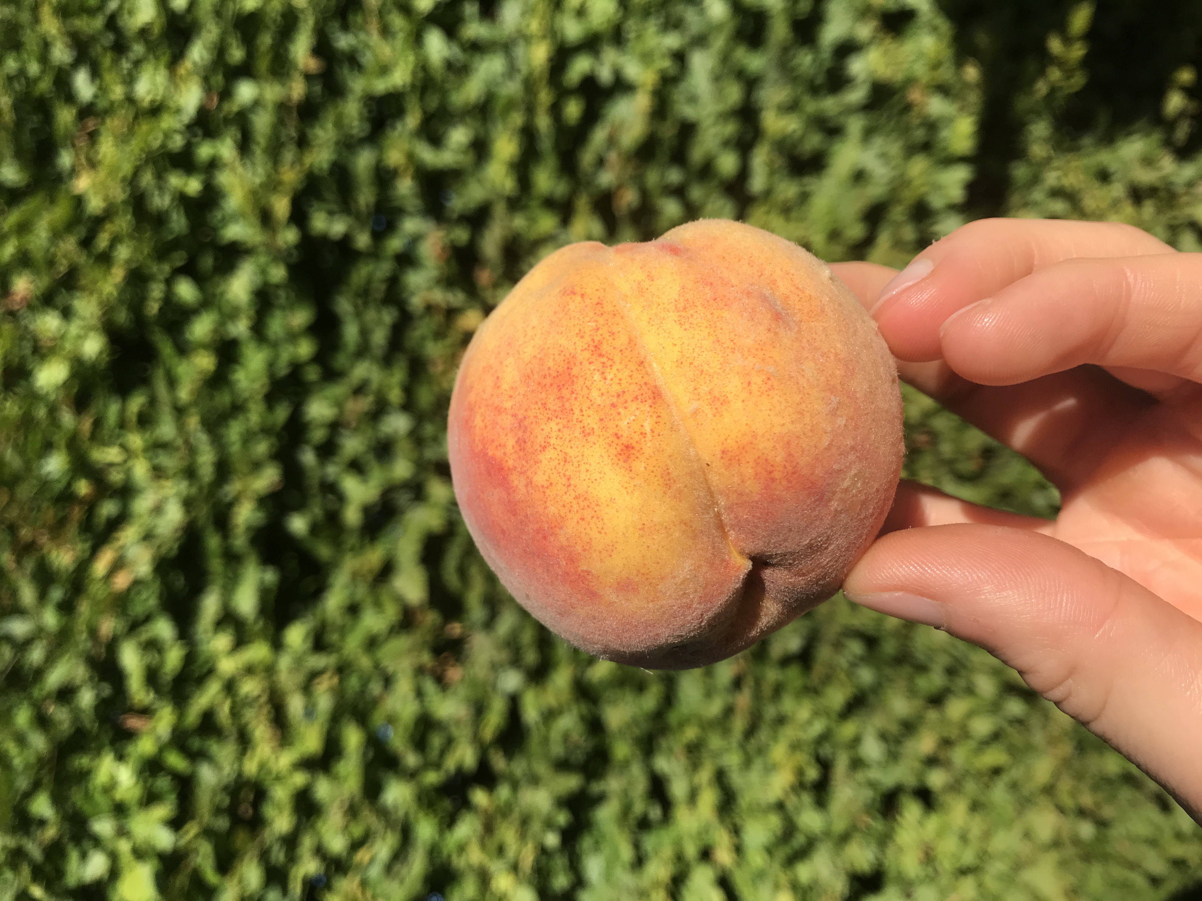 Pfirsich Königin der Obstgärten