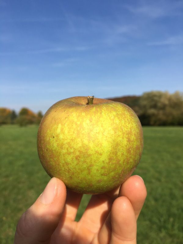 Apfelbaum Schöner aus Boskoop