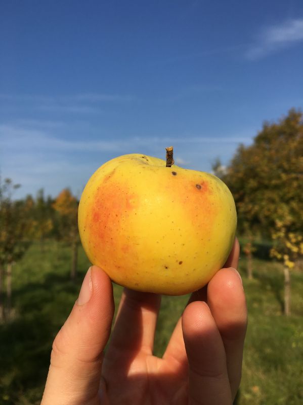 Apfelbaum Schöner aus Nordhausen