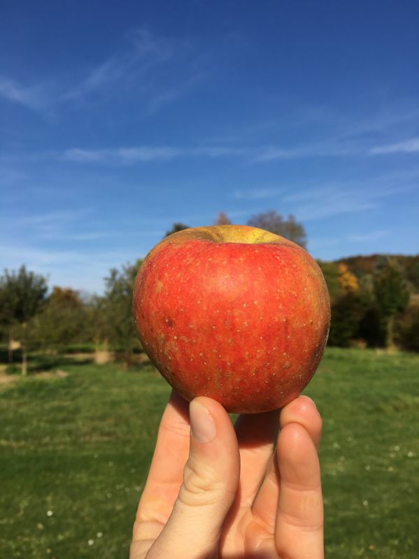 Apfelbaum Goldrenette von Blenheim