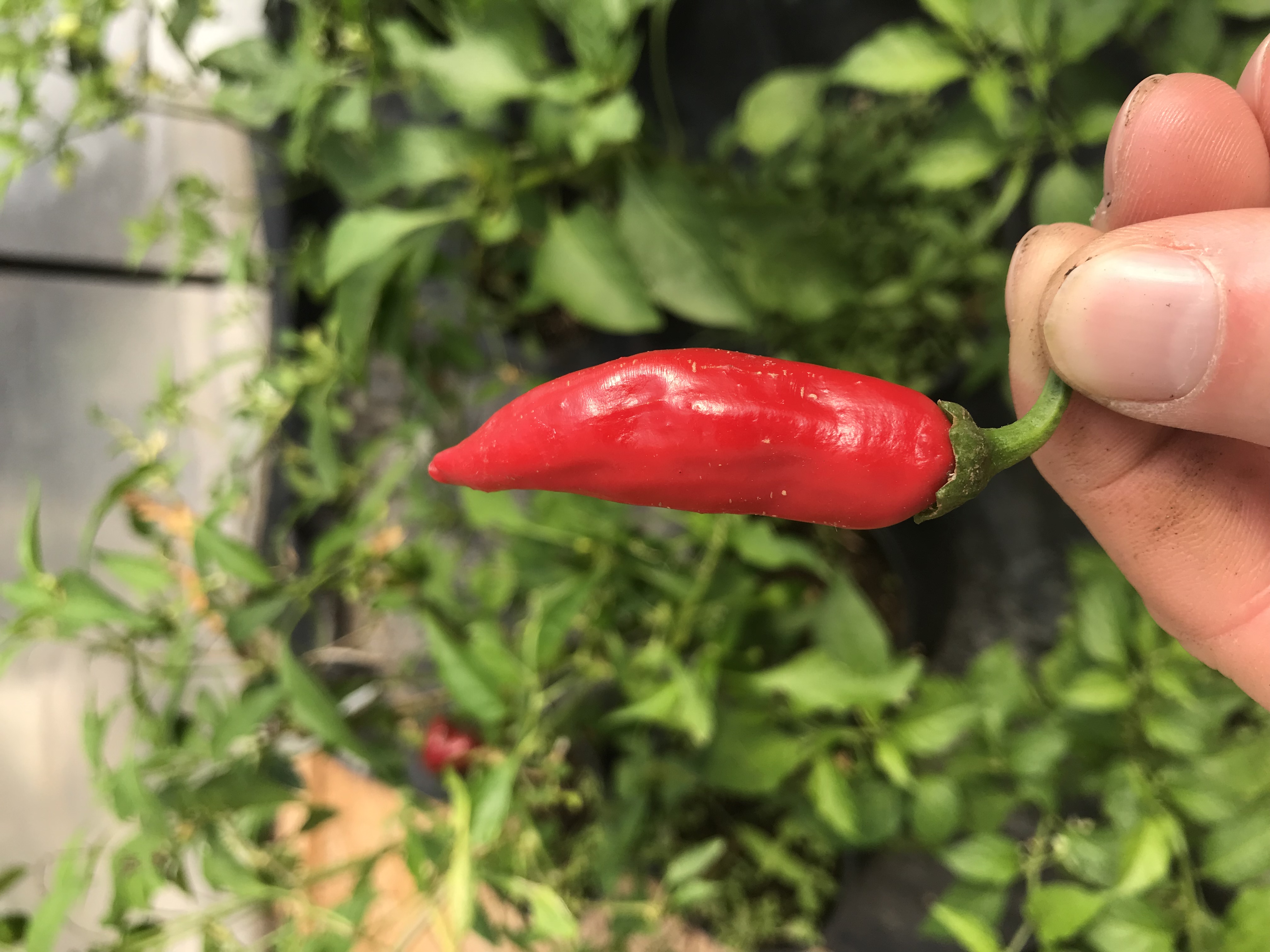 Chili Fish Pepper