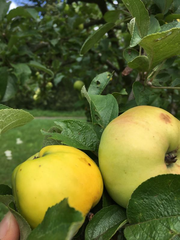 Apfelbaum Seestermüher Zitronenapfel