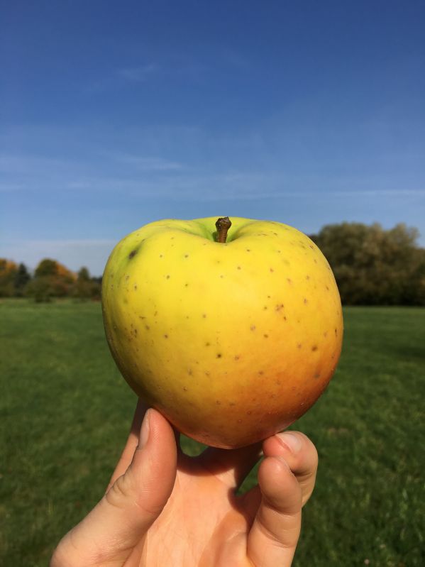 Apfelbaum Gelber Bellefleur
