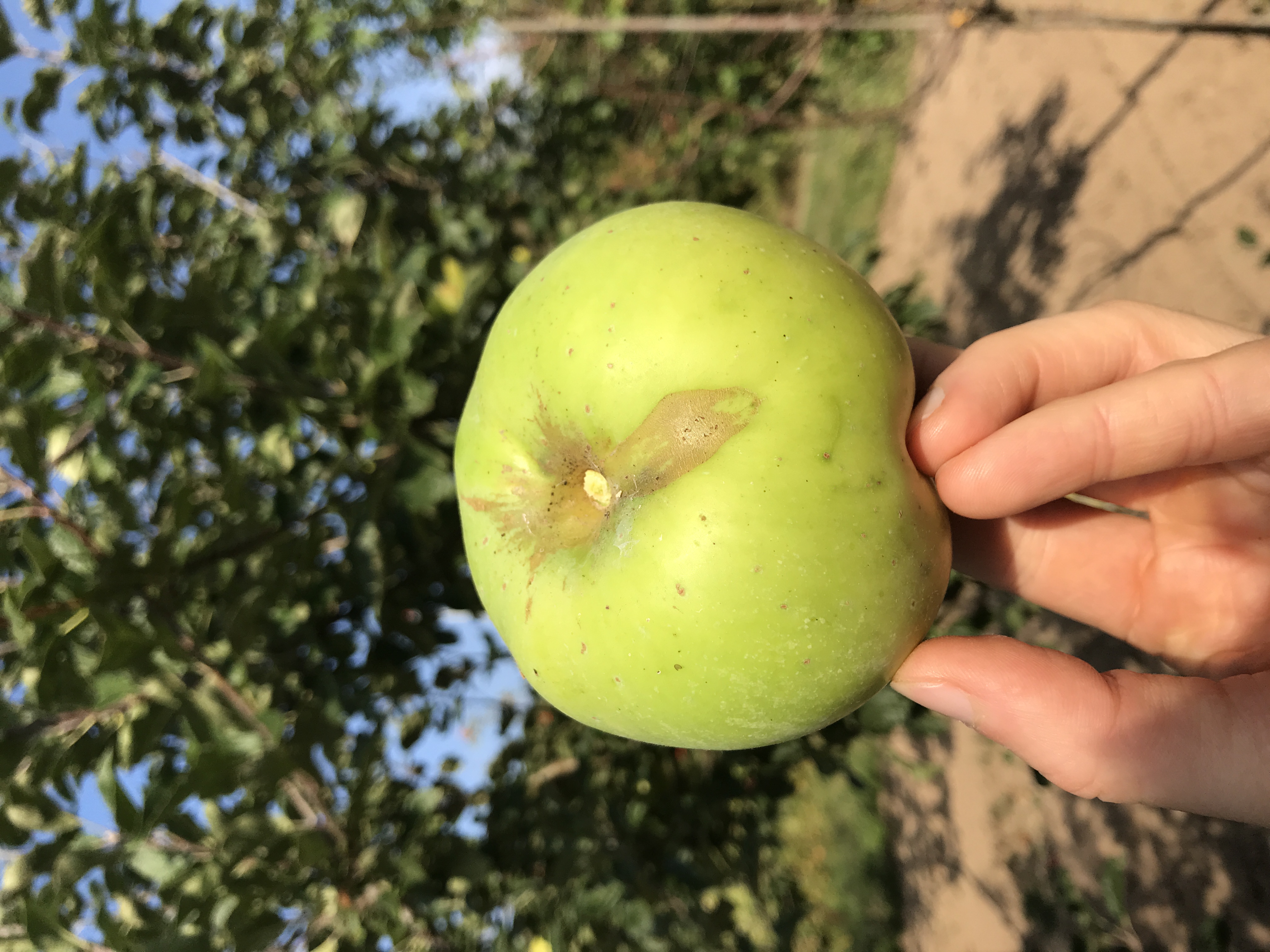 Apfelbaum Süßapfel aus Dorla