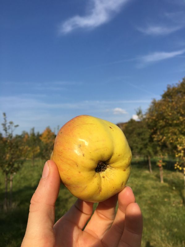 Apfelbaum Signe Tillisch
