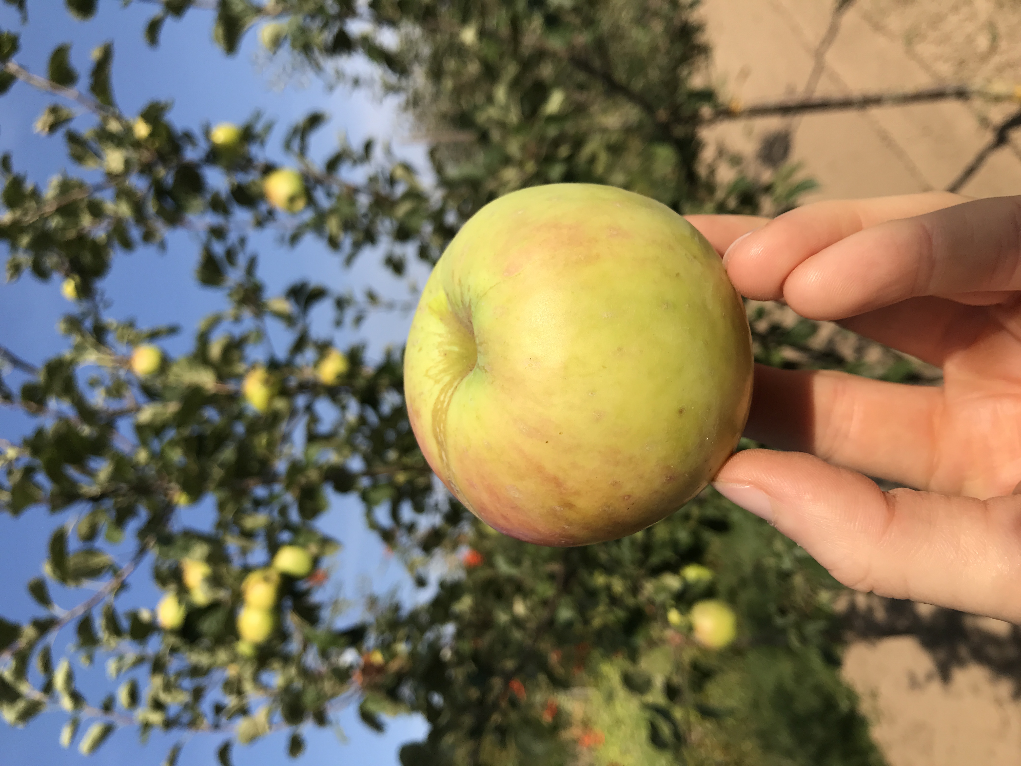 Apfelbaum Filippa