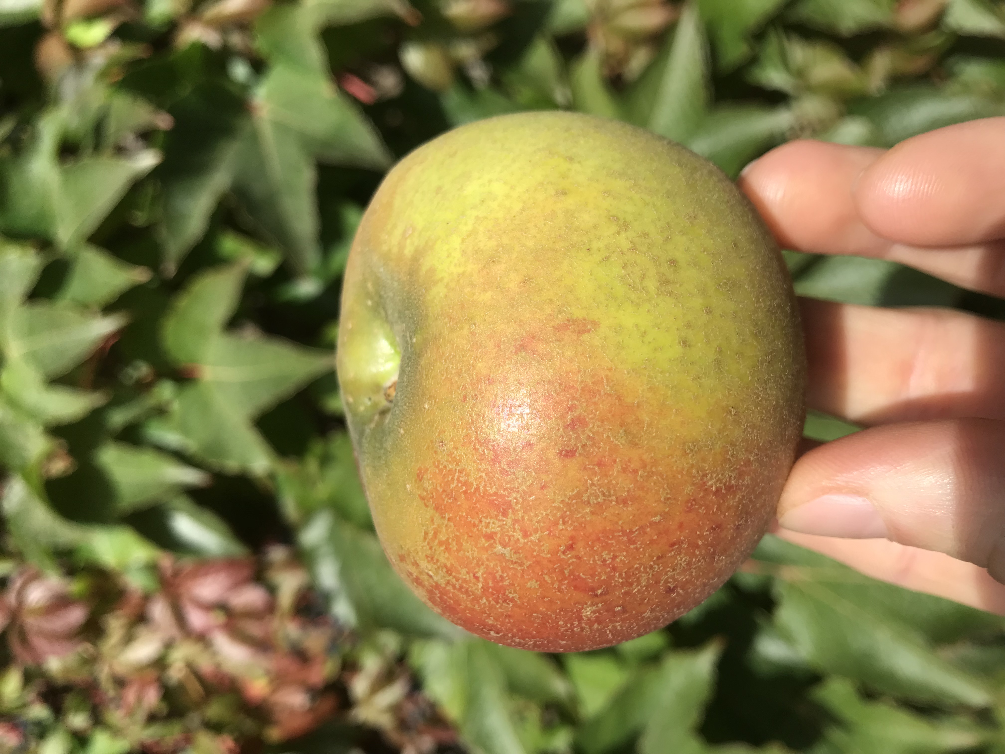 Apfelbaum Orleansrenette