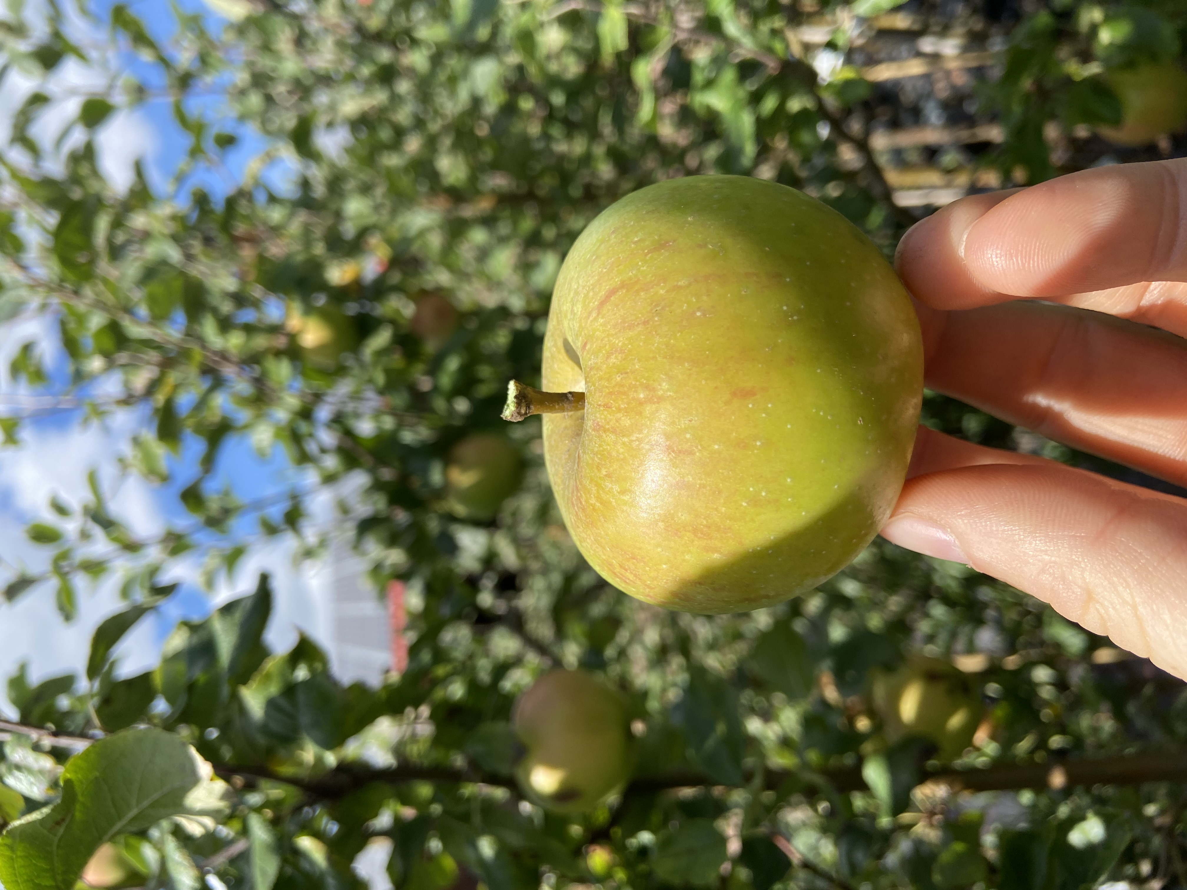 Apfelbaum Martini