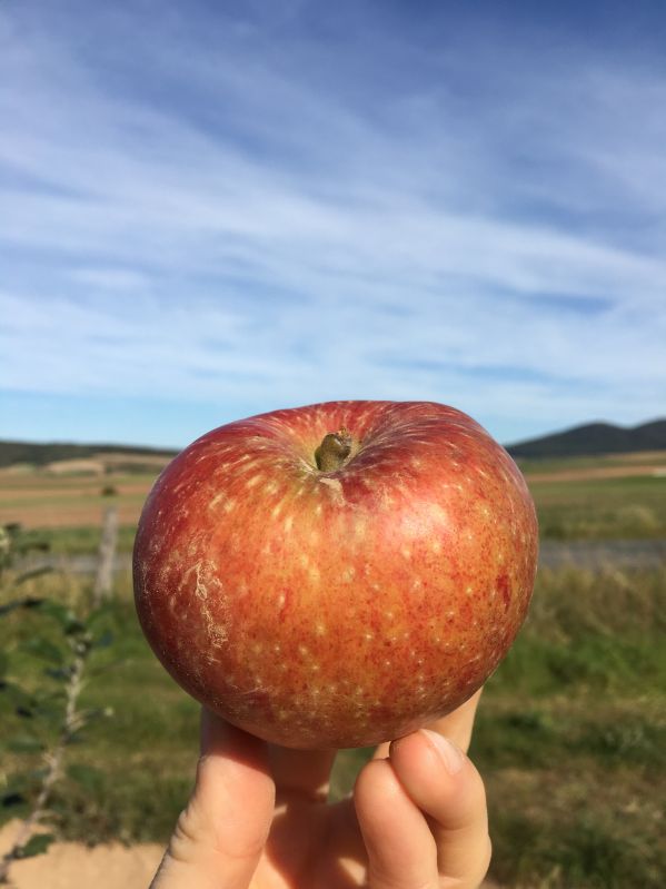 Apfelbaum Altländer Pfannkuchenapfel