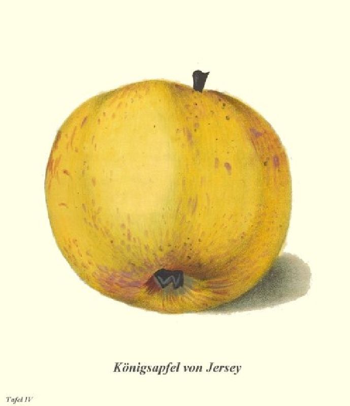 Apfelbaum Königsapfel von Jersey