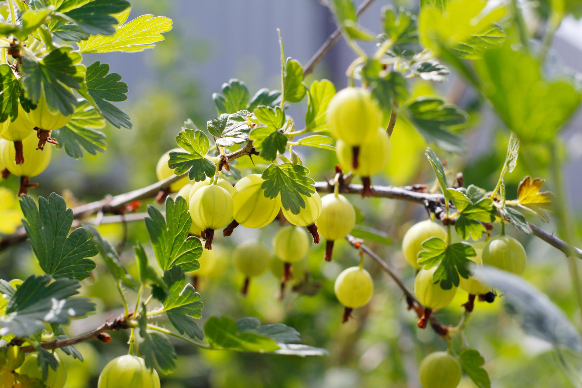 Stachelbeere uva-crispa) Hinnonmäki im Buschbaum Topf 100-150 | (ribes gelb